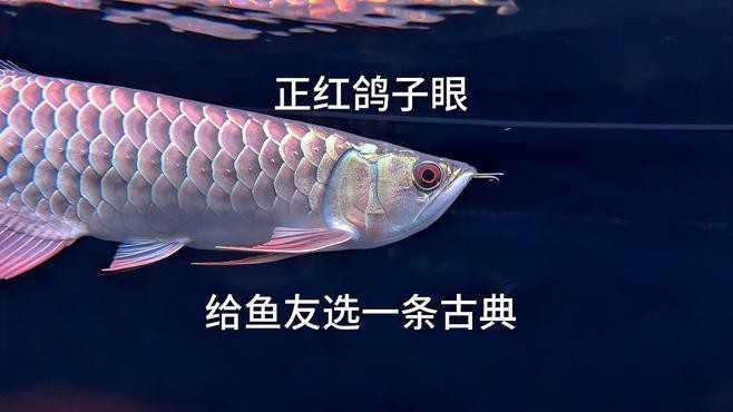 古典過背金龍什么樣的好