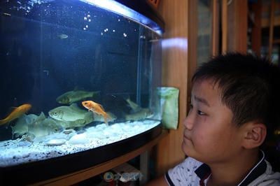 花小魚魚缸怎么樣（花小魚品牌的背后故事） 花小魚魚缸怎么樣（花小魚品牌的背后故事） 魚缸百科 第2張