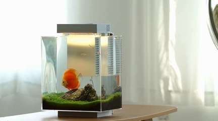 花小魚魚缸怎么樣（花小魚品牌的背后故事） 花小魚魚缸怎么樣（花小魚品牌的背后故事） 魚缸百科 第1張