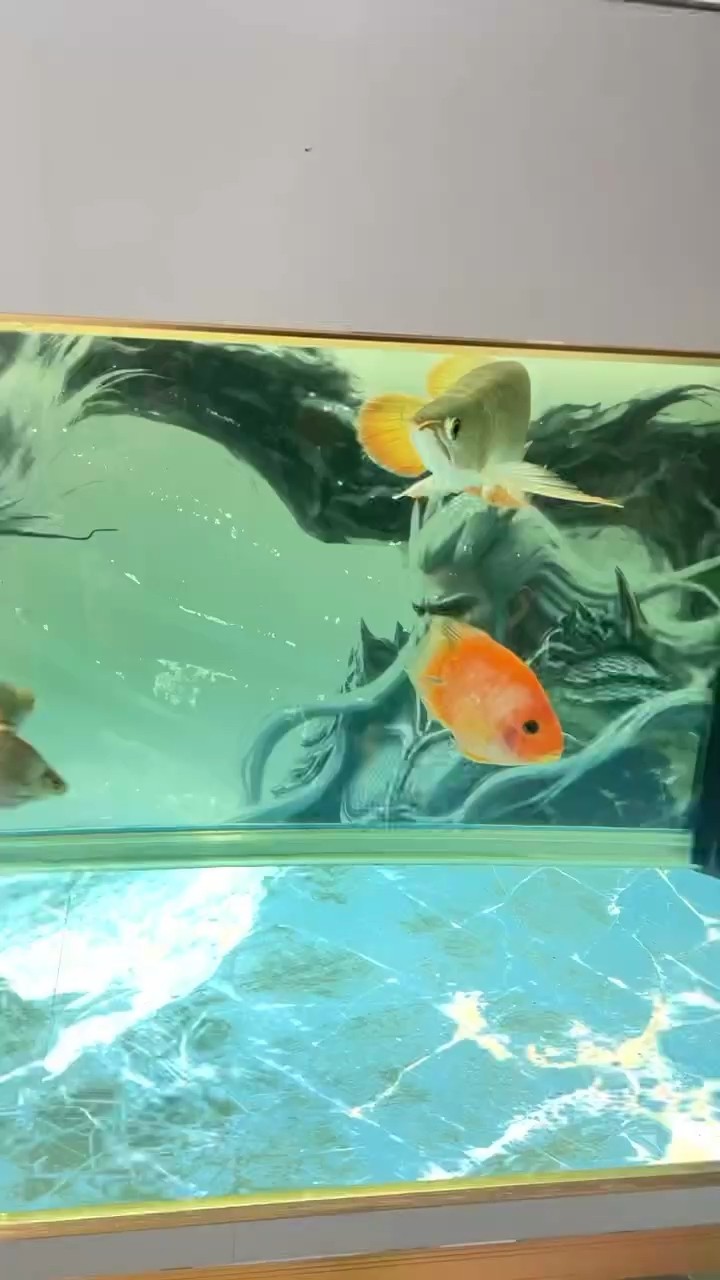 龍魚狀態(tài)