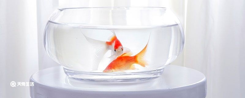 魚缸換水的注意事項：給魚缸換水的水需要晾曬一段時間以去除水中氯氣