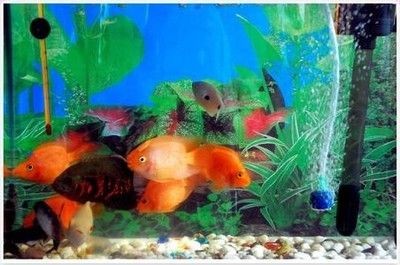 魚缸換水的注意事項：給魚缸換水的水需要晾曬一段時間以去除水中氯氣
