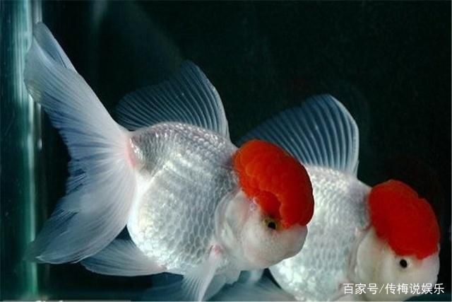 魚缸換水的注意事項：給魚缸換水的水需要晾曬一段時間以去除水中氯氣