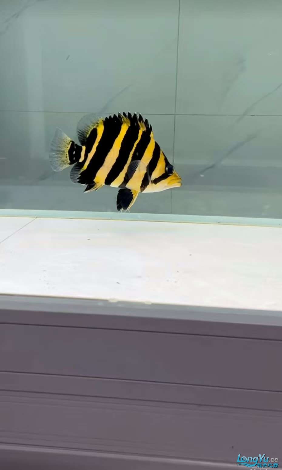 印尼 印尼 龍魚論壇 第1張