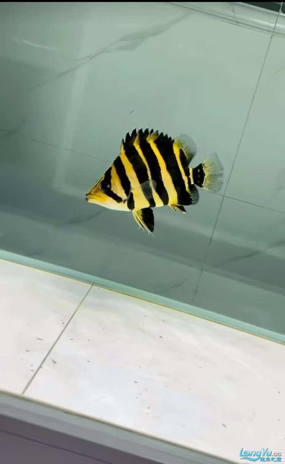 印尼 印尼 龍魚論壇 第2張