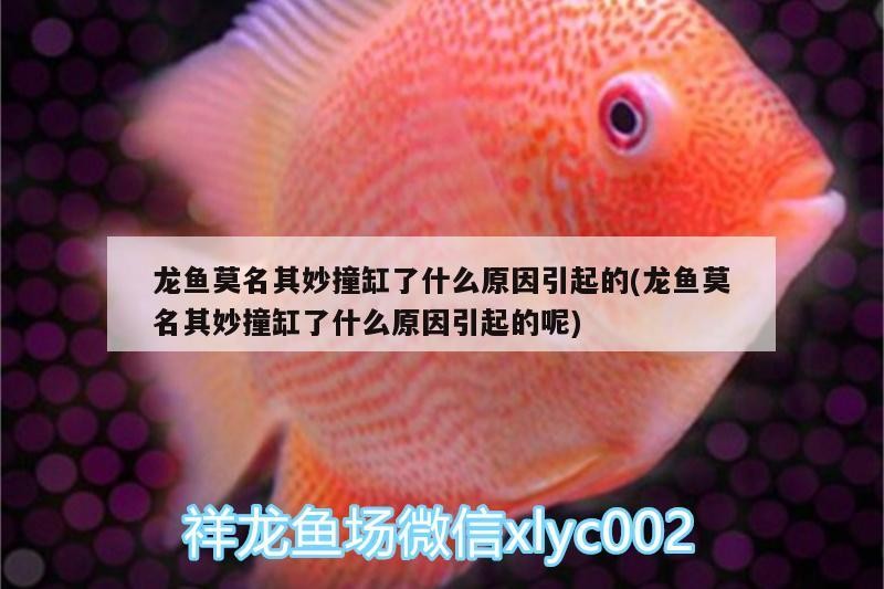 銀龍魚和紅龍魚哪個貴一些銀龍魚和紅龍魚的價格比較，銀龍魚和紅龍魚哪個貴一些及呢？