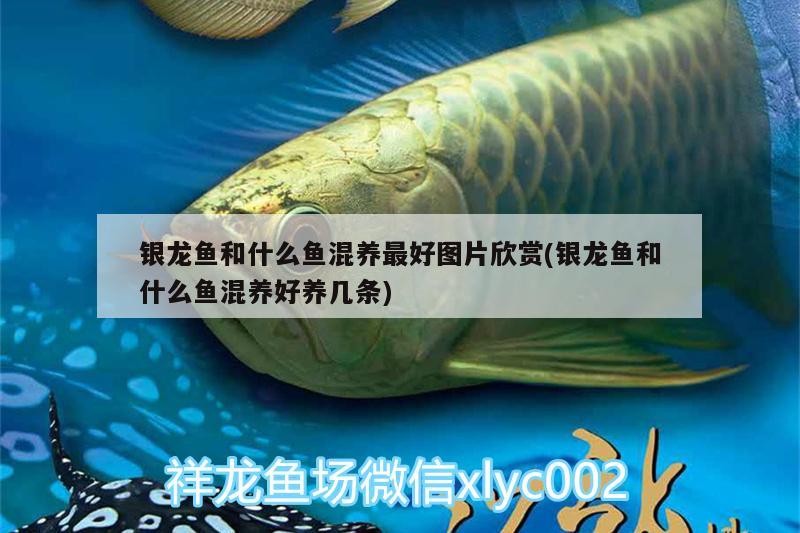 銀龍魚和紅龍魚哪個貴一些銀龍魚和紅龍魚的價格比較，銀龍魚和紅龍魚哪個貴一些及呢？