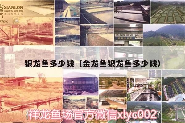 銀龍魚多少錢（金龍魚銀龍魚多少錢）