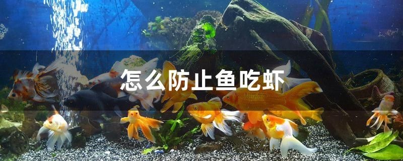怎么防止魚吃蝦 怎么防止魚吃蝦 全國(guó)水族館企業(yè)名錄