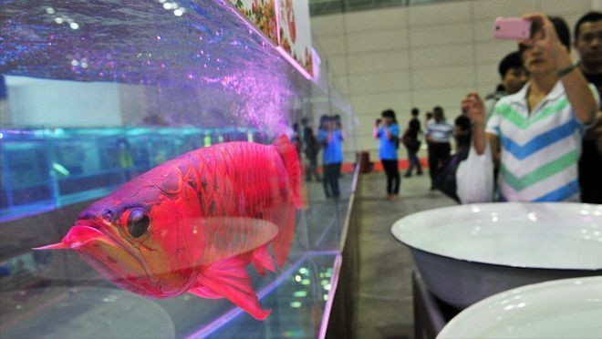 龍魚的朋友圈怎么發(fā)：養(yǎng)龍魚的心得體會(huì)，養(yǎng)魚不僅僅是照顧寵物