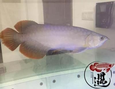 號半龍魚真的就不發色嗎：號半龍魚是否會發色 號半龍魚真的就不發色嗎：號半龍魚是否會發色 龍魚百科 第2張