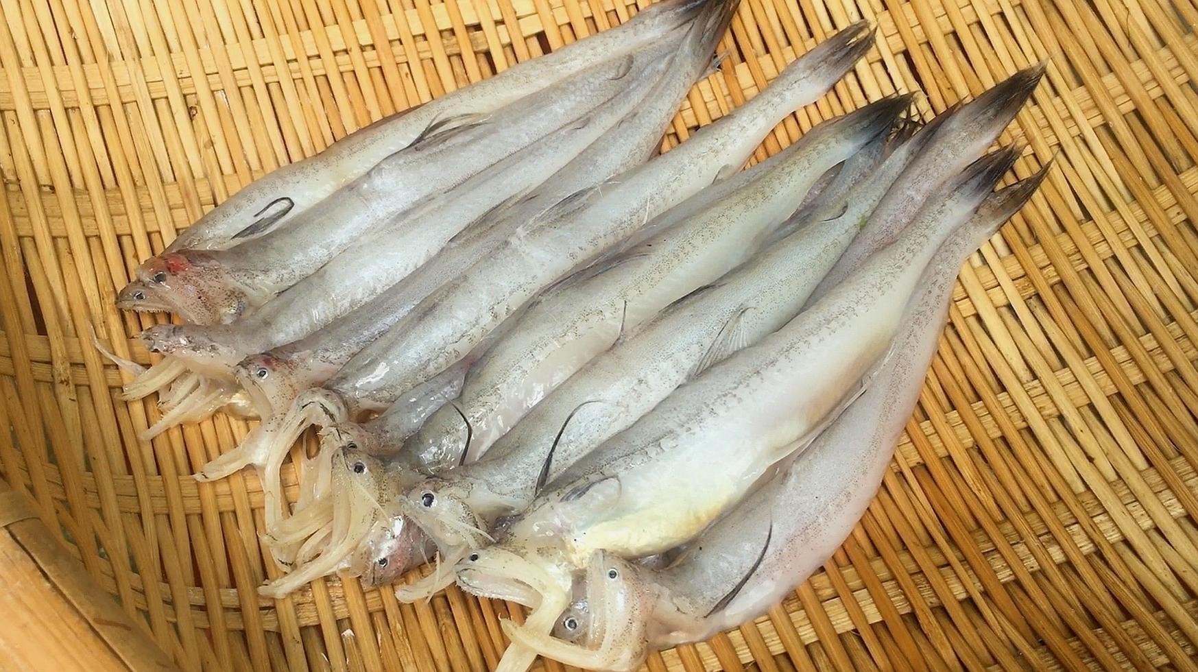 龍頭魚的最佳烹飪方法 龍頭魚的最佳烹飪方法 龍魚百科 第2張