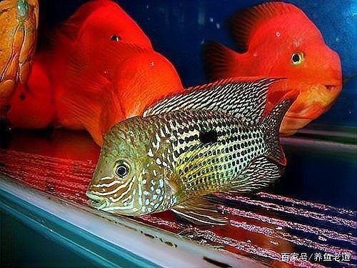 蝴蝶鯉吃了小魚沒事吧