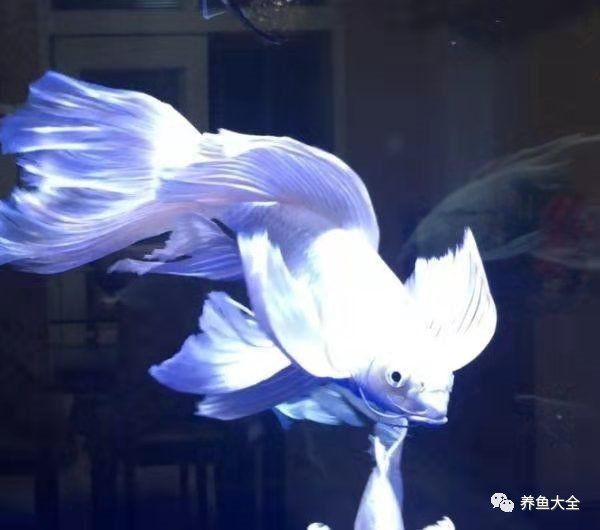 蝴蝶鯉吃了小魚沒事吧
