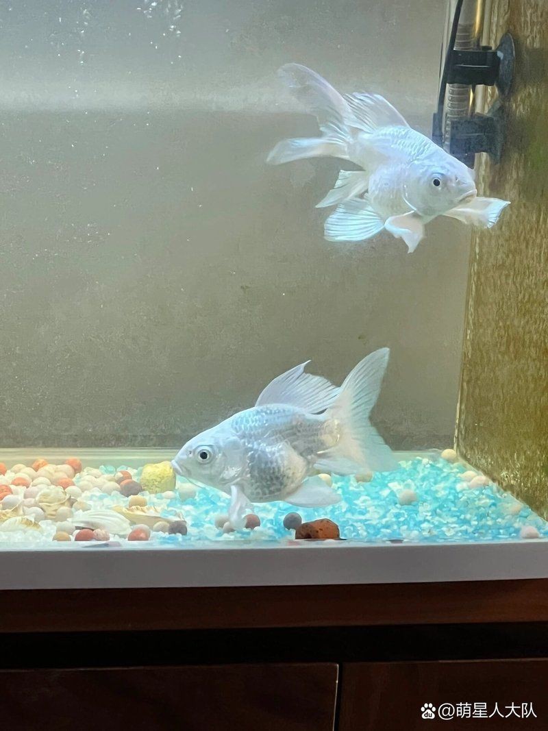 蝴蝶鯉吃了小魚沒事吧