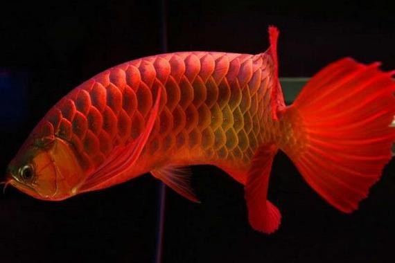 紅色金龍魚圖片
