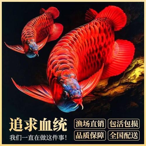 紅色金龍魚圖片