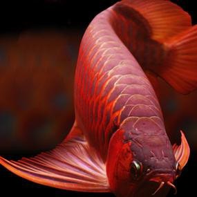 紅色金龍魚圖片