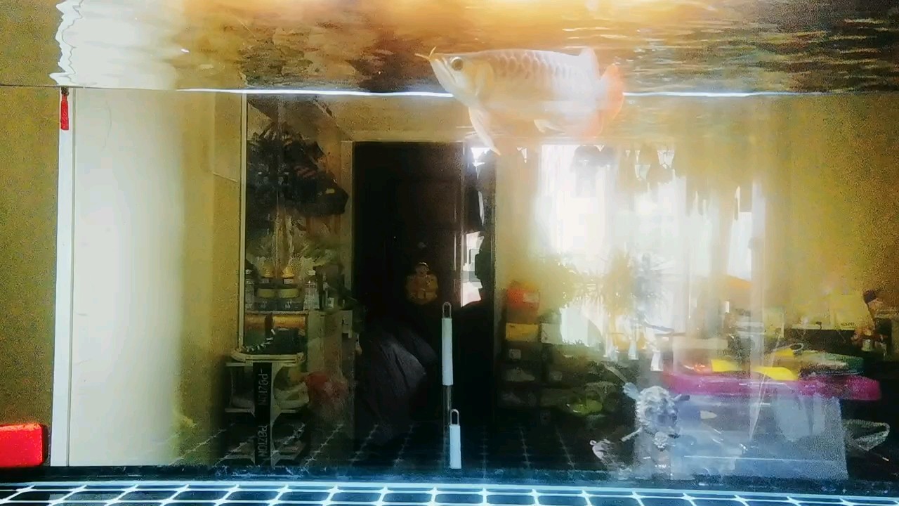 小龍打卡！