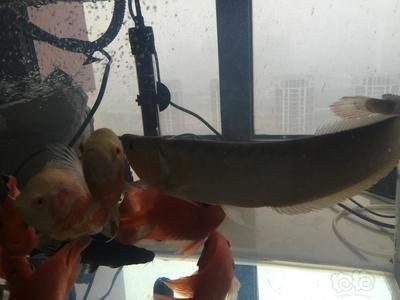 龍魚到家10天不開口了正常嗎怎么辦：龍魚到家10天不開口了正常嗎 龍魚到家10天不開口了正常嗎怎么辦：龍魚到家10天不開口了正常嗎 龍魚百科 第2張