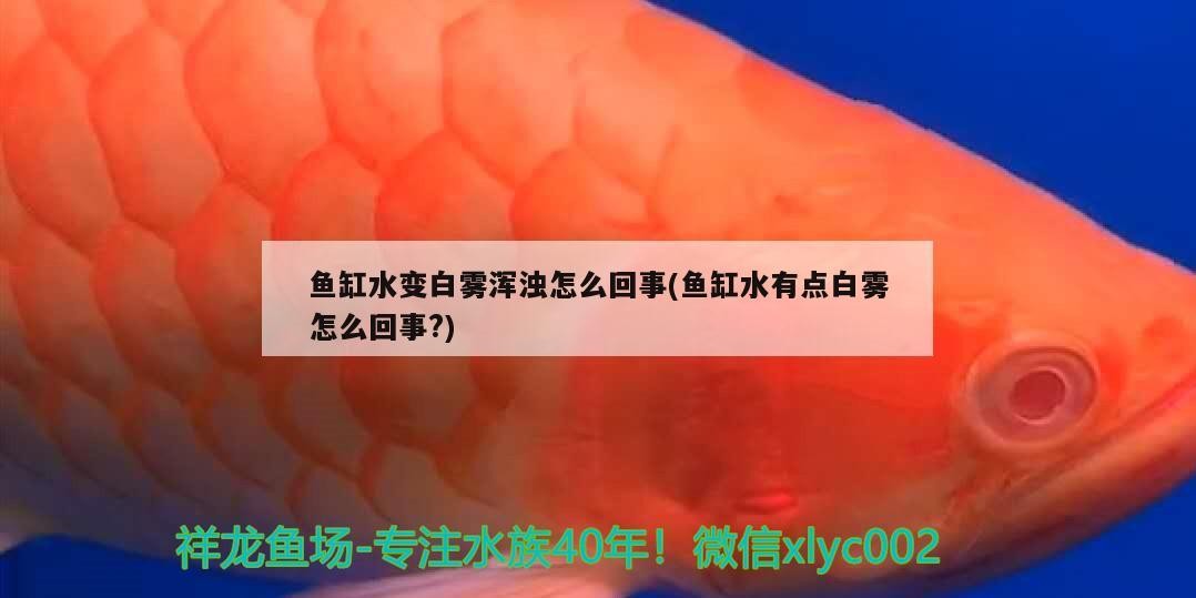 定做大型魚缸上海店(上海最大的魚缸市場) 全國水族館企業名錄 第1張 定做大型魚缸上海店(上海最大的魚缸市場) 定做大型魚缸上海店(上海最大的魚缸市場) 全國水族館企業名錄 第1張