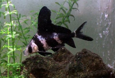 黑魚 魚缸 龍魚怎么養：關于黑魚、魚缸及龍魚的飼養方法