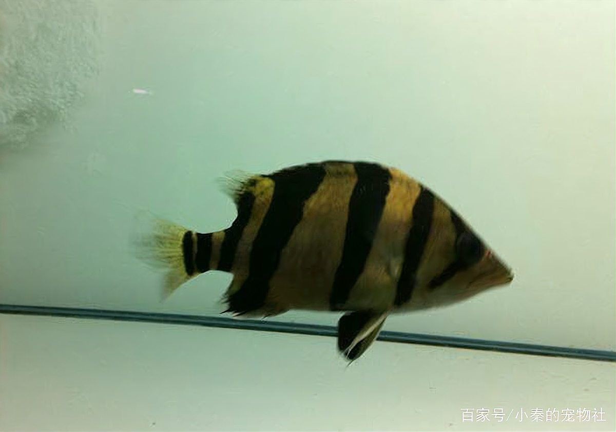虎魚用黑底黑背景咋樣 虎魚用黑底黑背景咋樣 龍魚論壇 第5張
