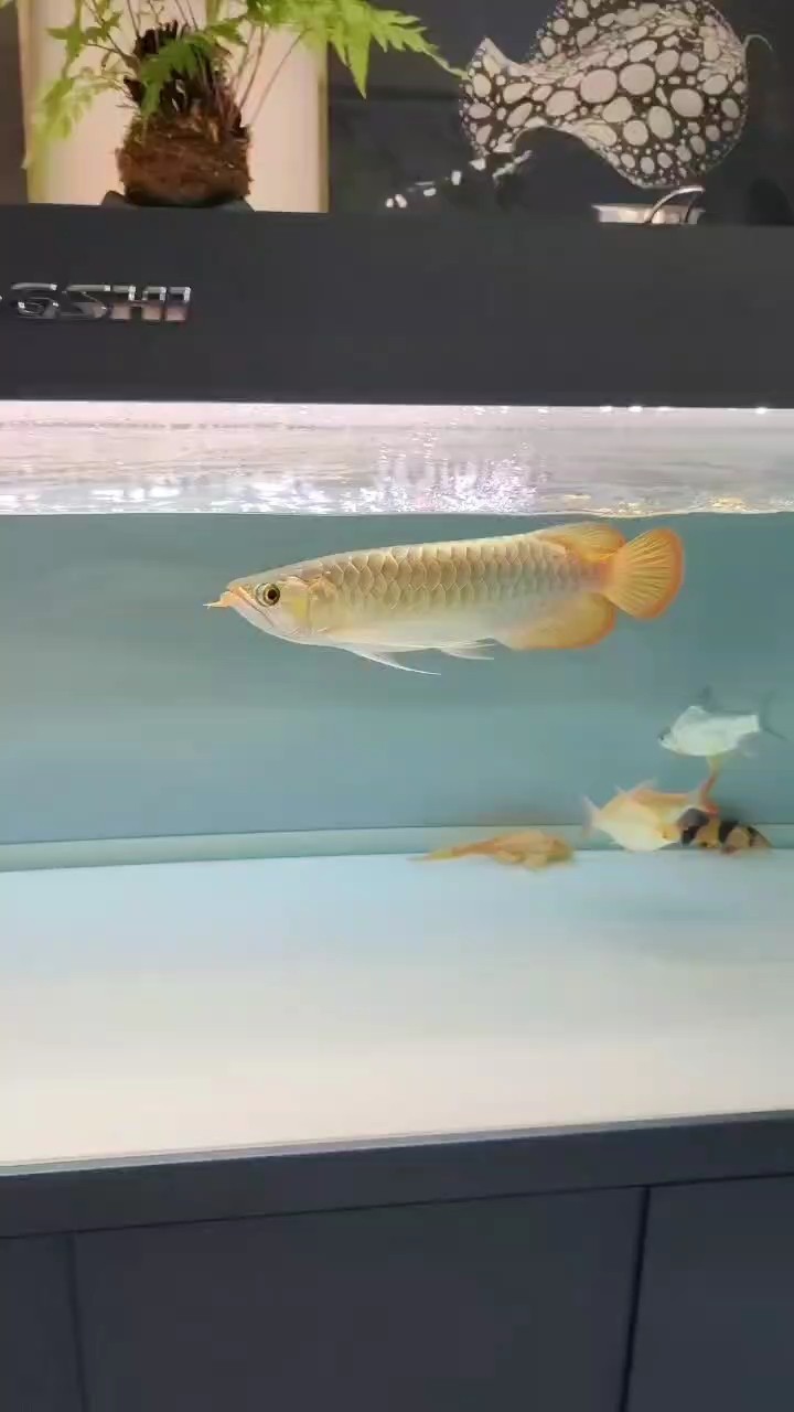 到家3個月的視頻