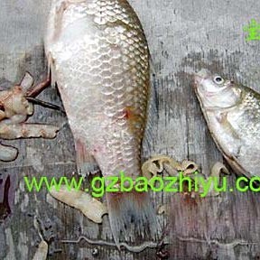 雙線魚為何不能養(yǎng)