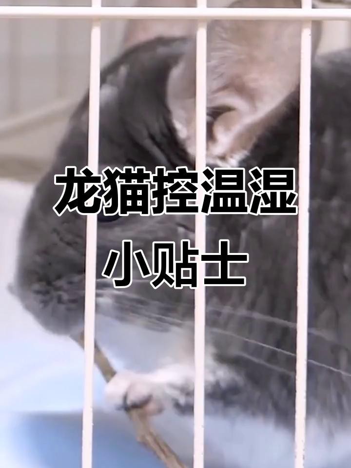 龍貓的最佳飼養溫度是多少？