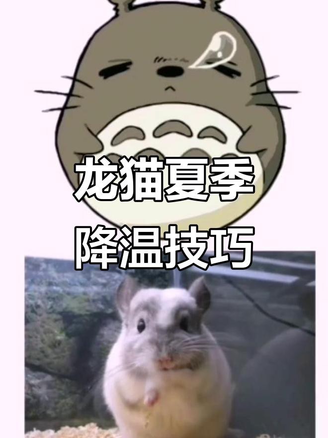 龍貓的最佳飼養溫度是多少？