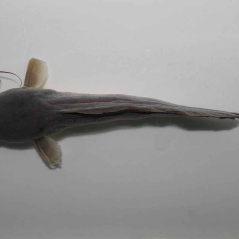 胡子魚一年繁殖幾次 胡子魚一年繁殖幾次 龍魚論壇 第1張