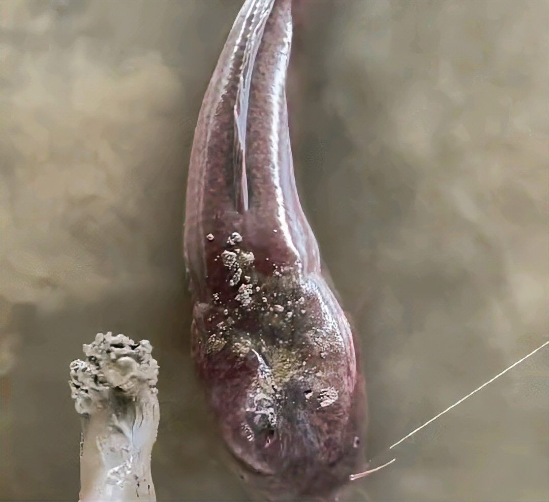 胡子魚一年繁殖幾次 胡子魚一年繁殖幾次 龍魚論壇 第7張