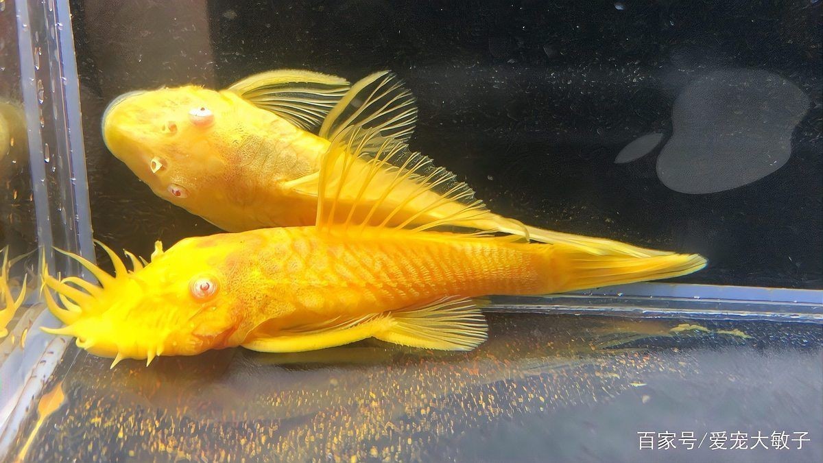 胡子魚一年繁殖幾次 胡子魚一年繁殖幾次 龍魚論壇 第5張
