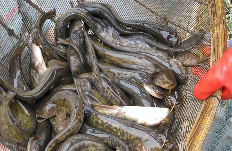胡子魚一年繁殖幾次 胡子魚一年繁殖幾次 龍魚論壇 第9張