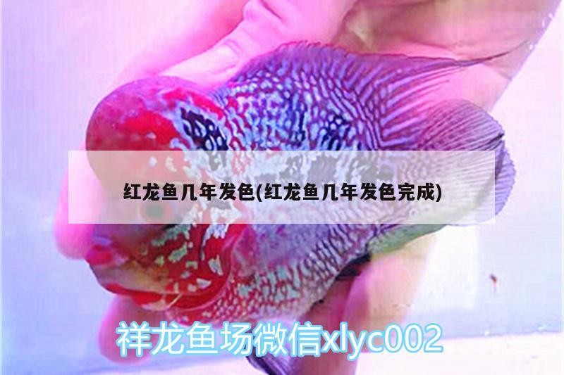 紅龍魚幾年發色(紅龍魚幾年發色完成) 紅龍魚幾年發色(紅龍魚幾年發色完成) 銀龍魚百科