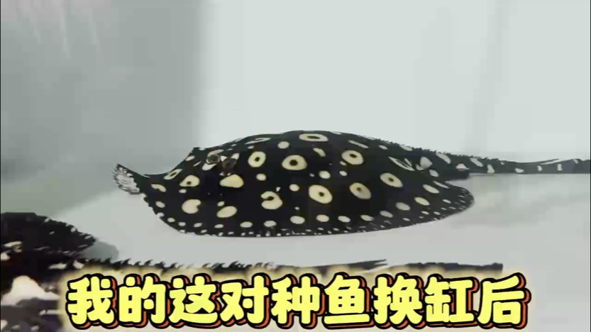 不到 1 元錢，治療魟魚腸炎疾病