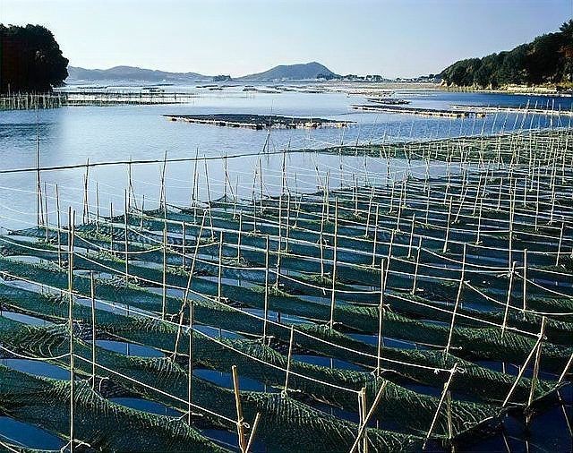 甲氰菊酯毒魚多久浮魚