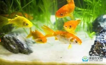 可愛的金龍魚作文（如何挑選健康的金龍魚,金龍魚的日常護理技巧）