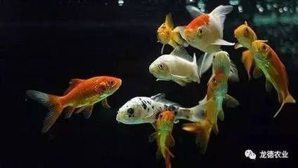 龍魚買回來15天不吃食正常嗎為什么：龍魚買回來15天不吃食是正常現象，養魚者應該根據具體情況分析