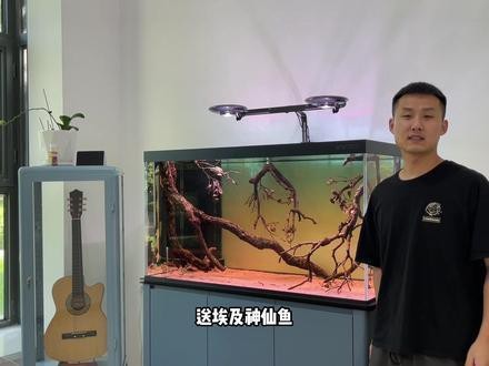 埃及神仙和龍魚混養