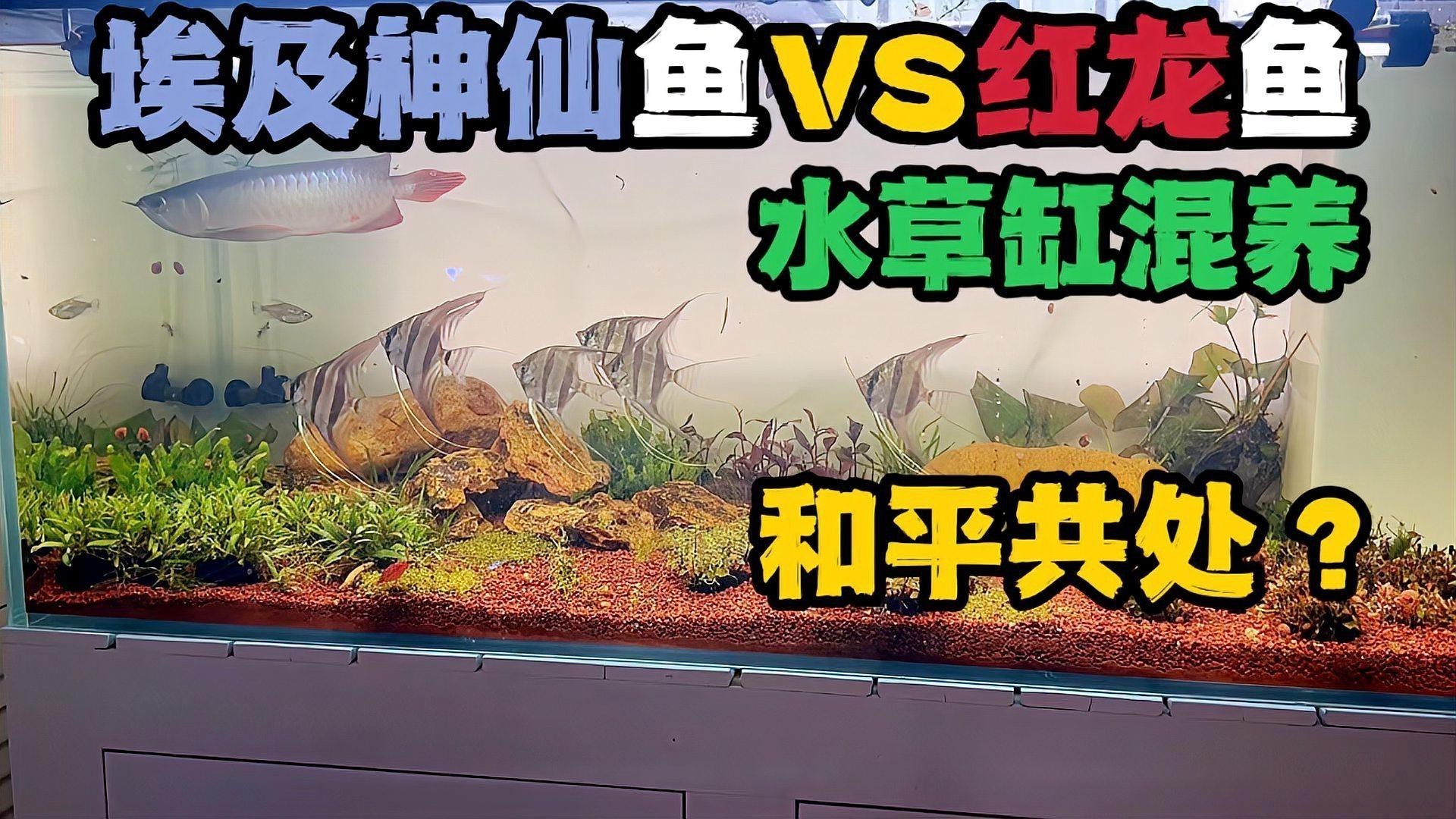 埃及神仙和龍魚混養