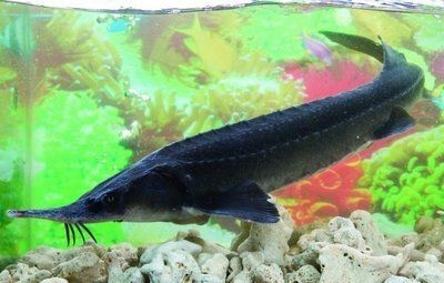 龍魚生活在什么地方最多：東南亞龍魚棲息地保護現狀如何模擬龍魚自然光照環境 龍魚生活在什么地方最多：東南亞龍魚棲息地保護現狀如何模擬龍魚自然光照環境 龍魚百科 第4張