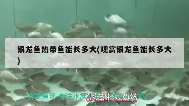 銀龍魚熱帶魚能長多大(觀賞銀龍魚能長多大)
