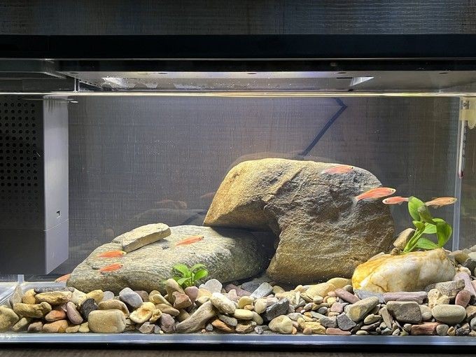 小佩魚缸水泵不工作怎么辦:小佩魚缸水泵不工作是由于電源問題、堵塞、內(nèi)部零件故障等原因造成的 魚缸百科 第5張 小佩魚缸水泵不工作怎么辦:小佩魚缸水泵不工作是由于電源問題、堵塞、內(nèi)部零件故障等原因造成的 小佩魚缸水泵不工作怎么辦:小佩魚缸水泵不工作是由于電源問題、堵塞、內(nèi)部零件故障等原因造成的 魚缸百科 第5張