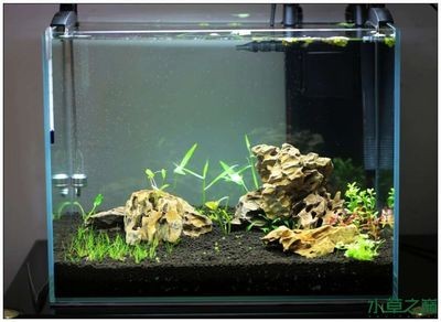 暴龍魚缸怎么樣：魚缸暴龍燈、酷魚燈、西龍燈下幾個方面來評估暴龍魚缸 暴龍魚缸怎么樣：魚缸暴龍燈、酷魚燈、西龍燈下幾個方面來評估暴龍魚缸 龍魚百科 第3張
