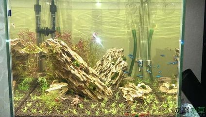 暴龍魚缸怎么樣：魚缸暴龍燈、酷魚燈、西龍燈下幾個方面來評估暴龍魚缸 暴龍魚缸怎么樣：魚缸暴龍燈、酷魚燈、西龍燈下幾個方面來評估暴龍魚缸 龍魚百科 第2張
