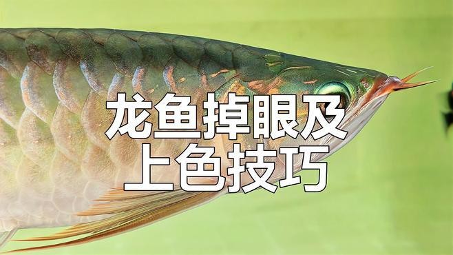 如何為金龍魚設置合適的光照？
