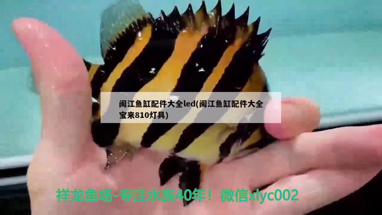 什么水最適合養龍魚，銀龍魚吃什么飼料最好 什么水最適合養龍魚，銀龍魚吃什么飼料最好 銀龍魚百科 第1張