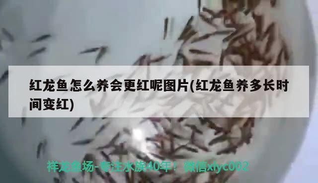 什么水最適合養龍魚，銀龍魚吃什么飼料最好 什么水最適合養龍魚，銀龍魚吃什么飼料最好 銀龍魚百科 第2張